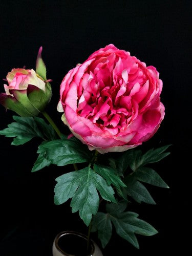 Peony with Bud (Beauty)