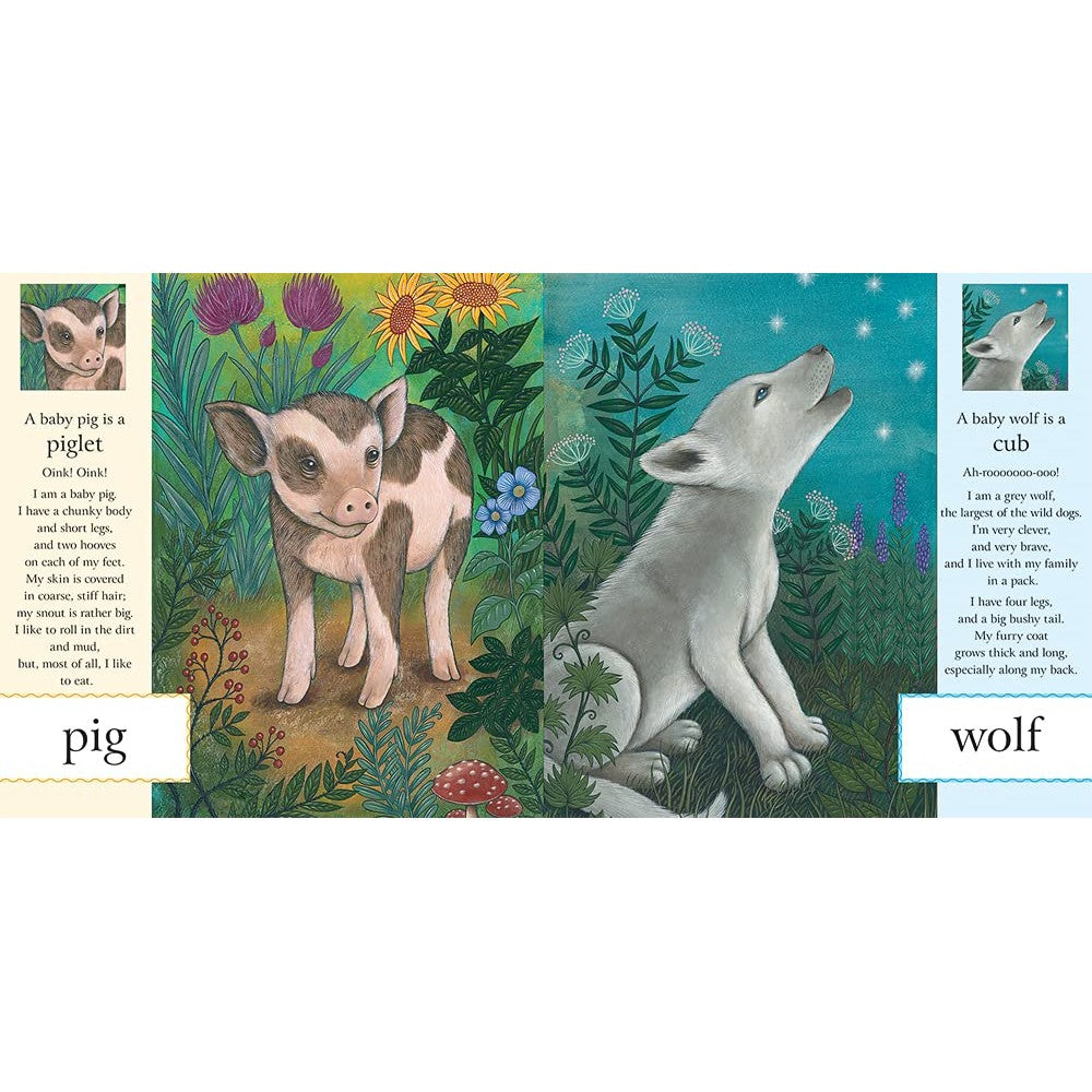 First Book Of Baby Animals