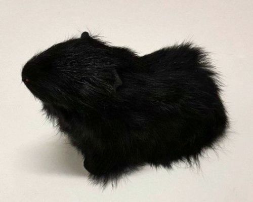 Ornament - Guinea Pig (Black)