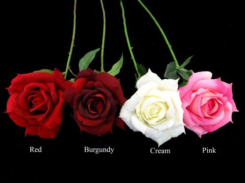 White Velvet English Rose