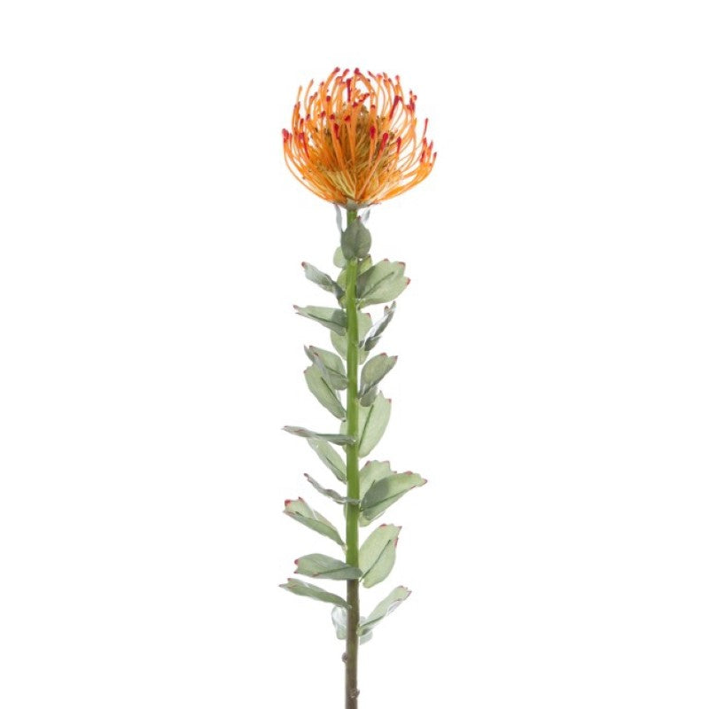 Vibrant 70cm artificial Native Leucospermum in orange, perfect for adding a touch of nature to any decor.