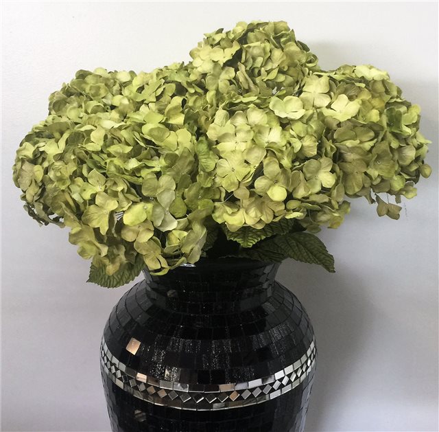 Lemon Green Hydrangeas Bunch Of 3