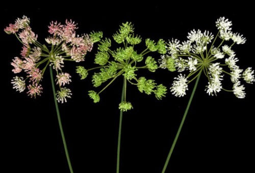 Pink Queen Ann Lace