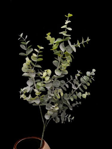 Eucalyptus Spray (Green)