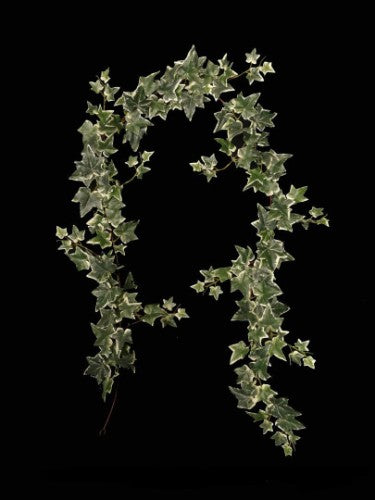 Garland - Jamaica Ivy (Green)