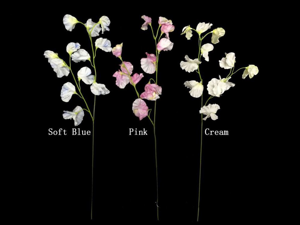 Light Pink Sweet Pea