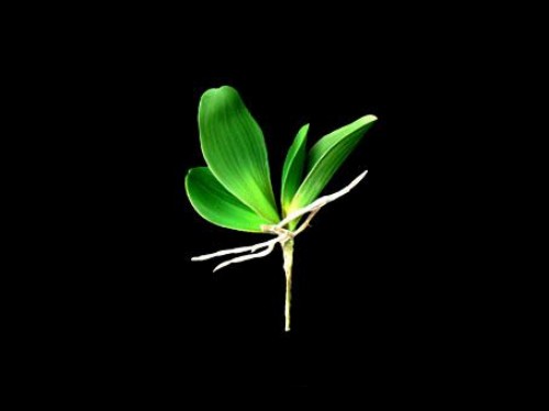 Orchid Leaf with Roots