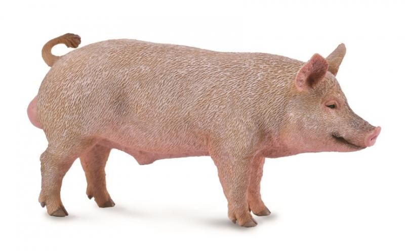 CollectA Boar