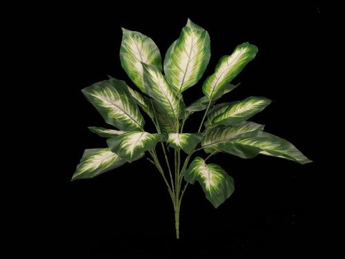 Funkia Plant Stem