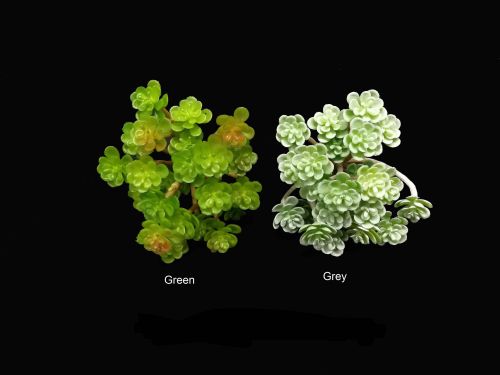 Mini Floral Succulent Bush (Grey)