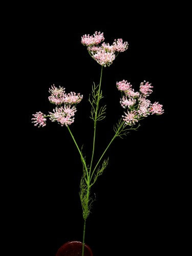 Queen Ann Lace Stem (Pink)