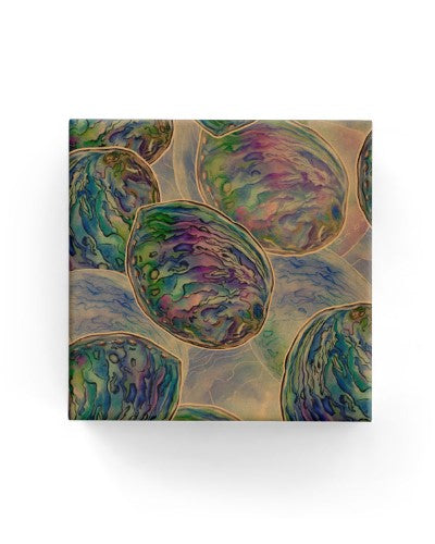 Gift Wrap - Watercolour Paua on Kraft