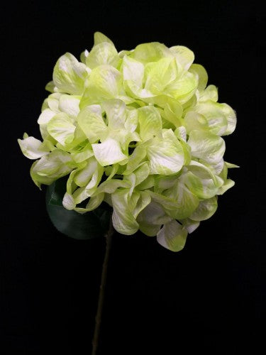 Hydrangea Stem (Green)