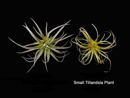 Tillandsia Plant (Small)