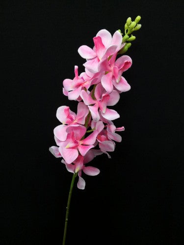 Dendrobium Orchid Stem (Pink)