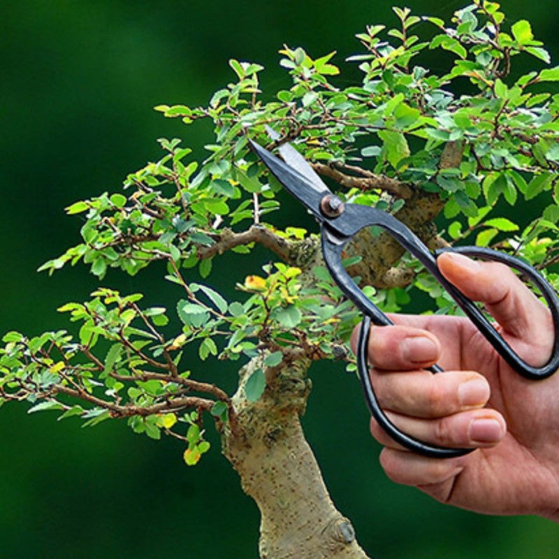 Bonsai Shears - Small (7 x 12cm) - Set of 2