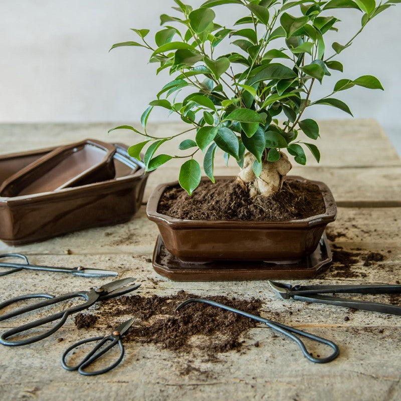 Bonsai Shears - Small (7 x 12cm) - Set of 2