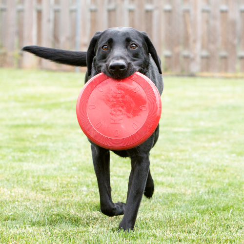 Dog Toy - KONG Flyer Small (17.8 x 1.9 x 17.8cm)