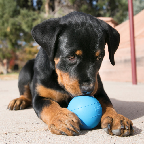 Dog Toy - KONG Puppy Ball Medium/Large (Assorted)