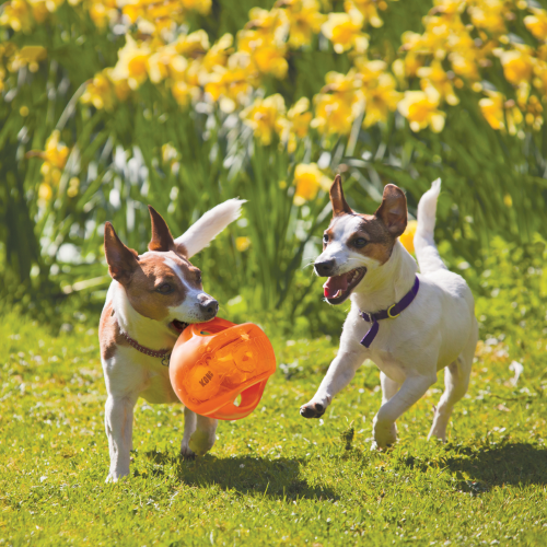 Dog Toy - KONG Jumbler Ball Assorted (Medium/Large)