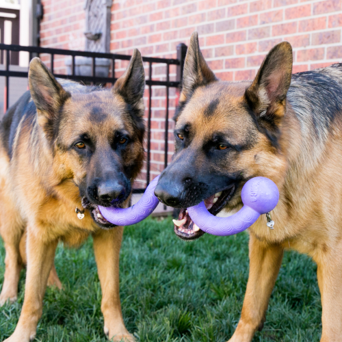 Dog Toy - KONG Ogee Stick Assorted (Medium)