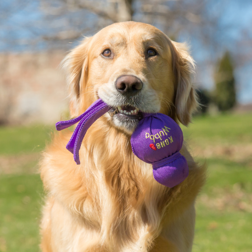 Dog Toy - KONG Wubba Assorted (Large)