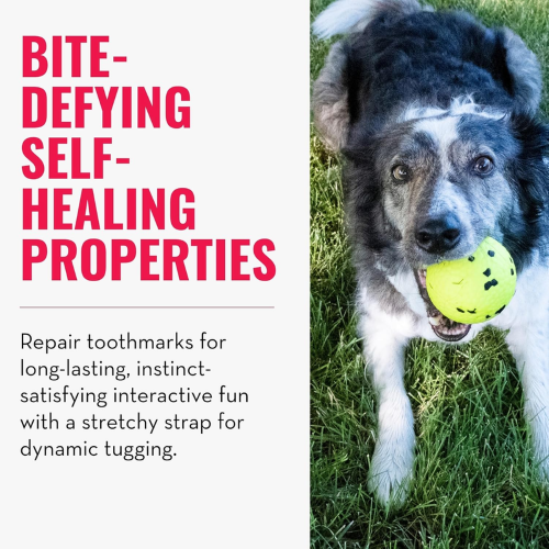 Dog Toy - KONG Reflex Ball (Large)