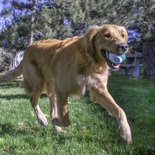 Dog Toy - KONG Dental Ball with Solution (Medium)