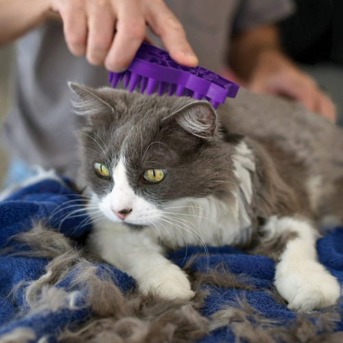 Cat ZoomGroom - KONG
