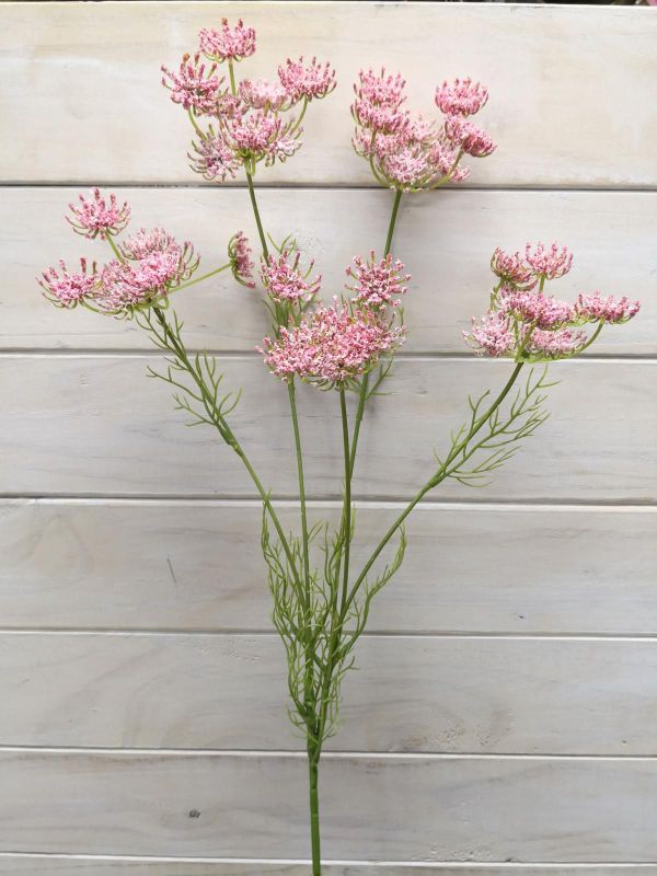 Queen Ann Lace Stem (White)