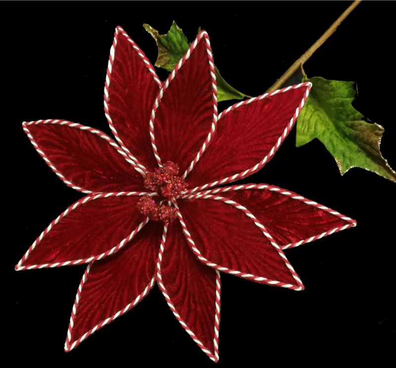 Single Red Poinsettia with Whiter Edges