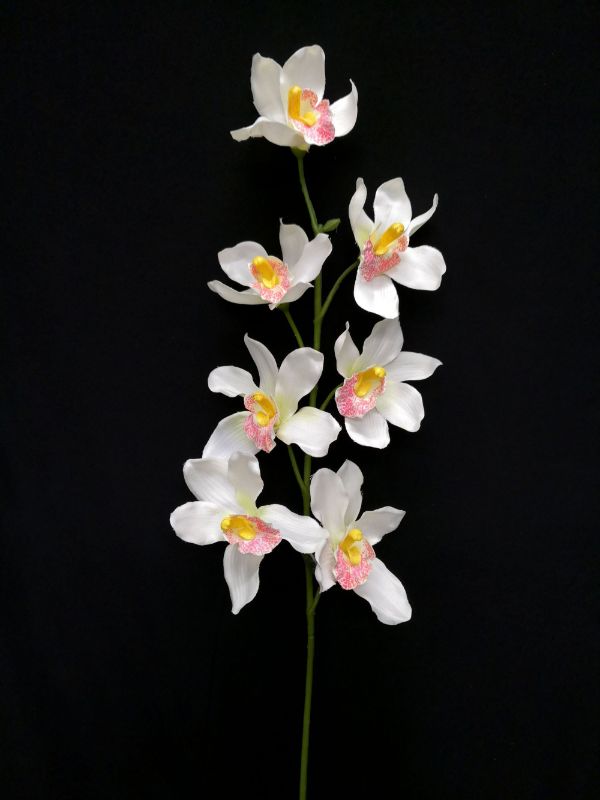 Cymbidium Orchid (Cream)