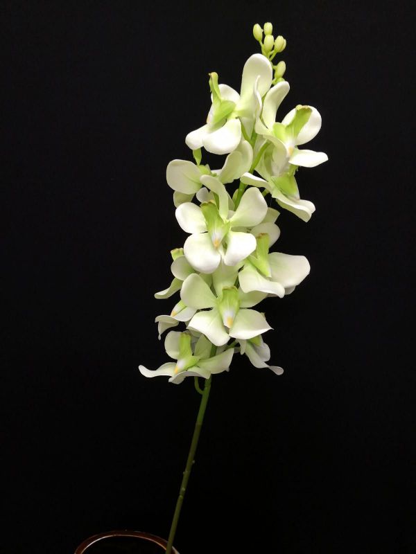 Dendrobium Orchid Stem (Green)