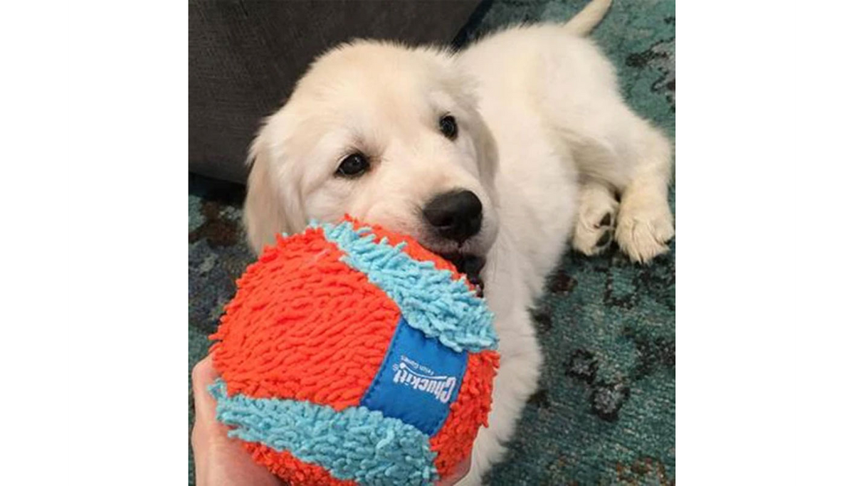 Dog Toy - Chuckit Indoor Ball (12cm)