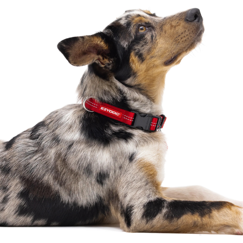 Dog Collar - ED Essential Adjustable Small (Blue)