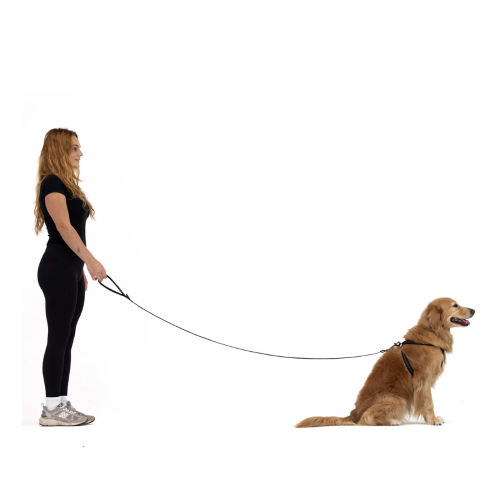 Adjustable Dog Leash - ED Essential 25mm (Black)