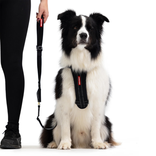 2-in-1 Car Leash Dog Seatbelt