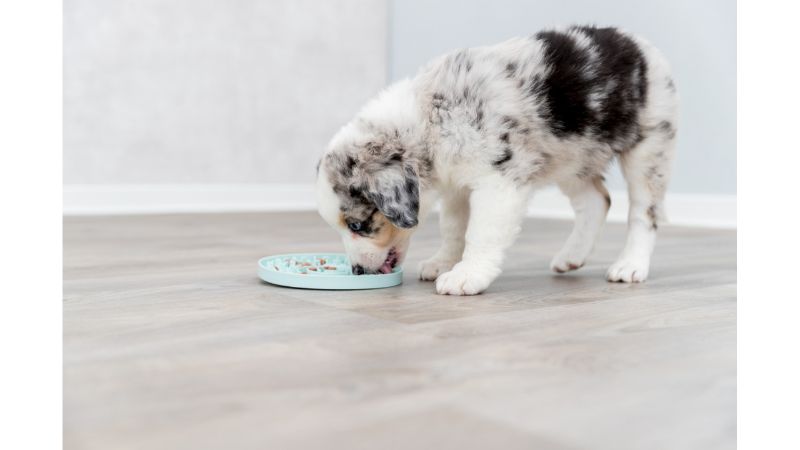 Junior Licking Plate for Dogs - Mint (15cm)