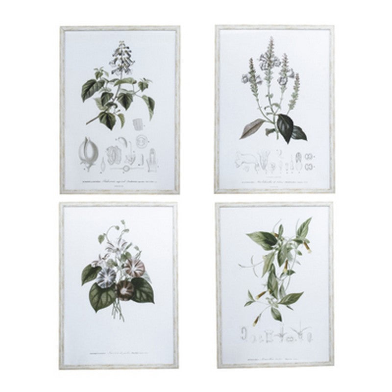 FRAMED ART - BOTANICAL (Set of 4)