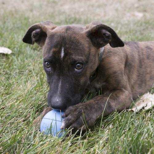 Dog Toy - KONG Puppy Ball Small