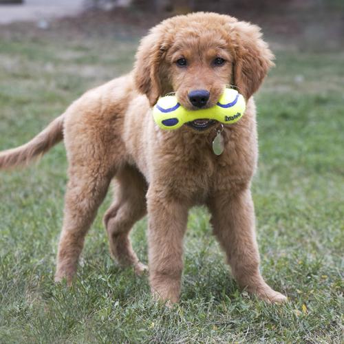 Dog Toy - KONG AirDog Squeaker Dumbbell Small