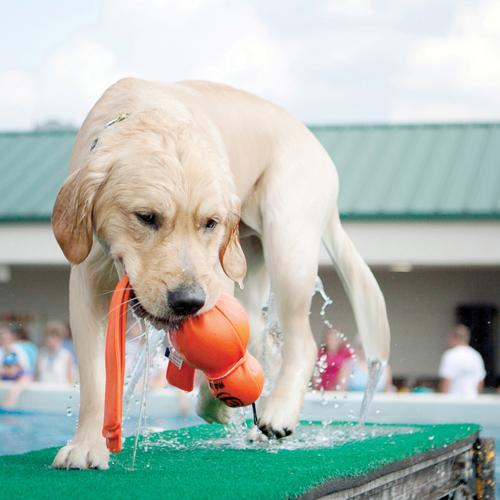 Dog Toy - KONG Water Wubba XL