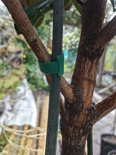 Gardening 10cm Velco Buckle (x 10)