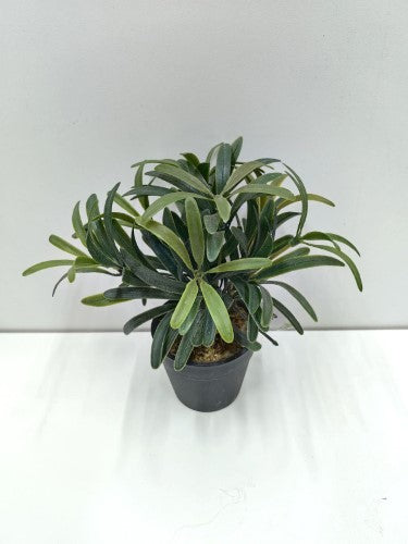 Artificial Macrophyllus Pot