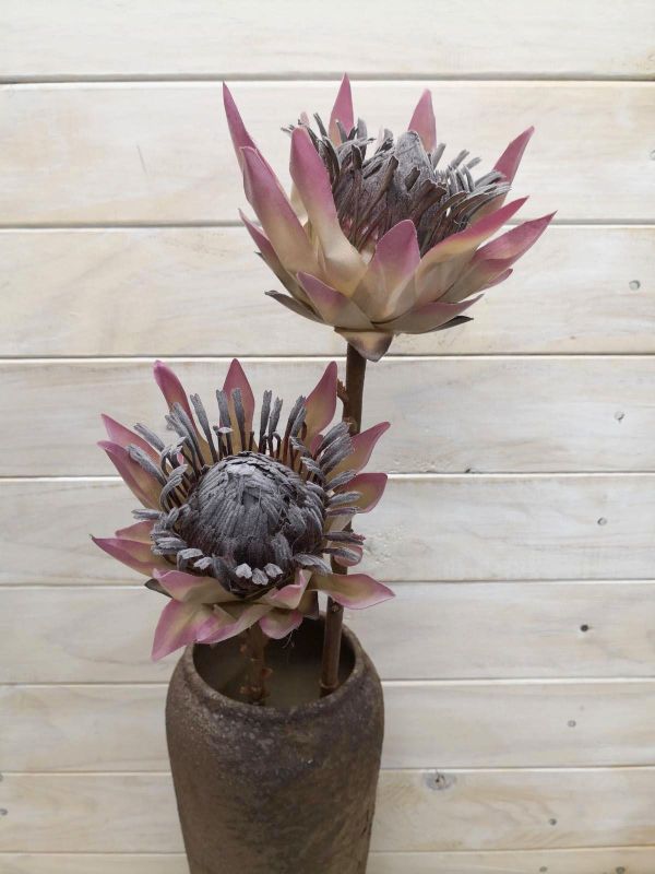 Artificial King protea - Dry look Small (Beauty)