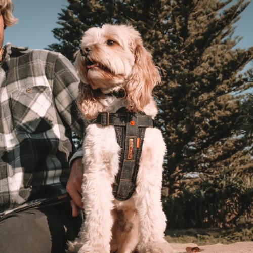 ED Dog Harness - CP Black Denim (Small)