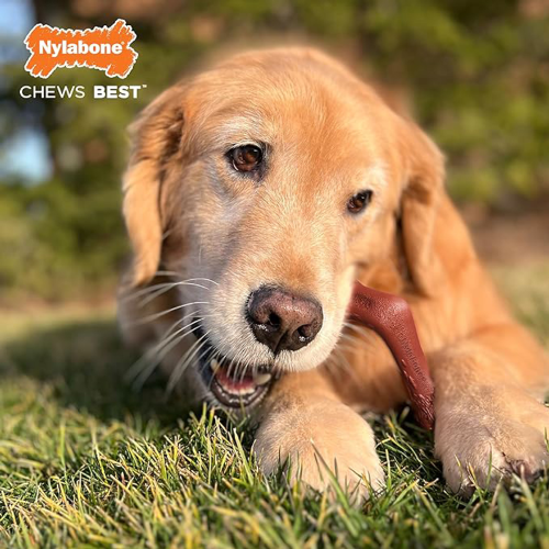 Power Chew - Bone Alternative Elk Curved (Souper)
