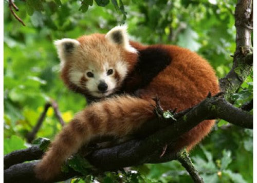Ravensburger Cute Red Panda Puzzle 500 Pieces