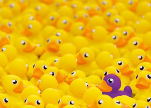 Ravensburger Rubber Ducks Challenge Puzzle 1000 Pieces