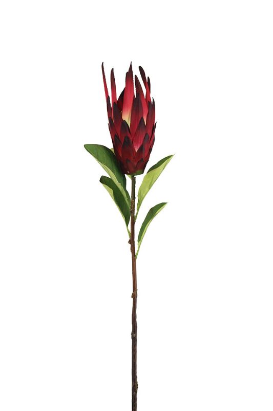 Artificial Giant Native Protea - Burgundy - Set of 6